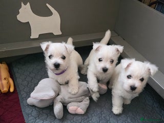 West Highland Terrier dogs Strong full of life and joy girls KC registered - Advert 1