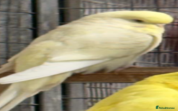 Budgerigars birds for sale: Budgies - Advert 8