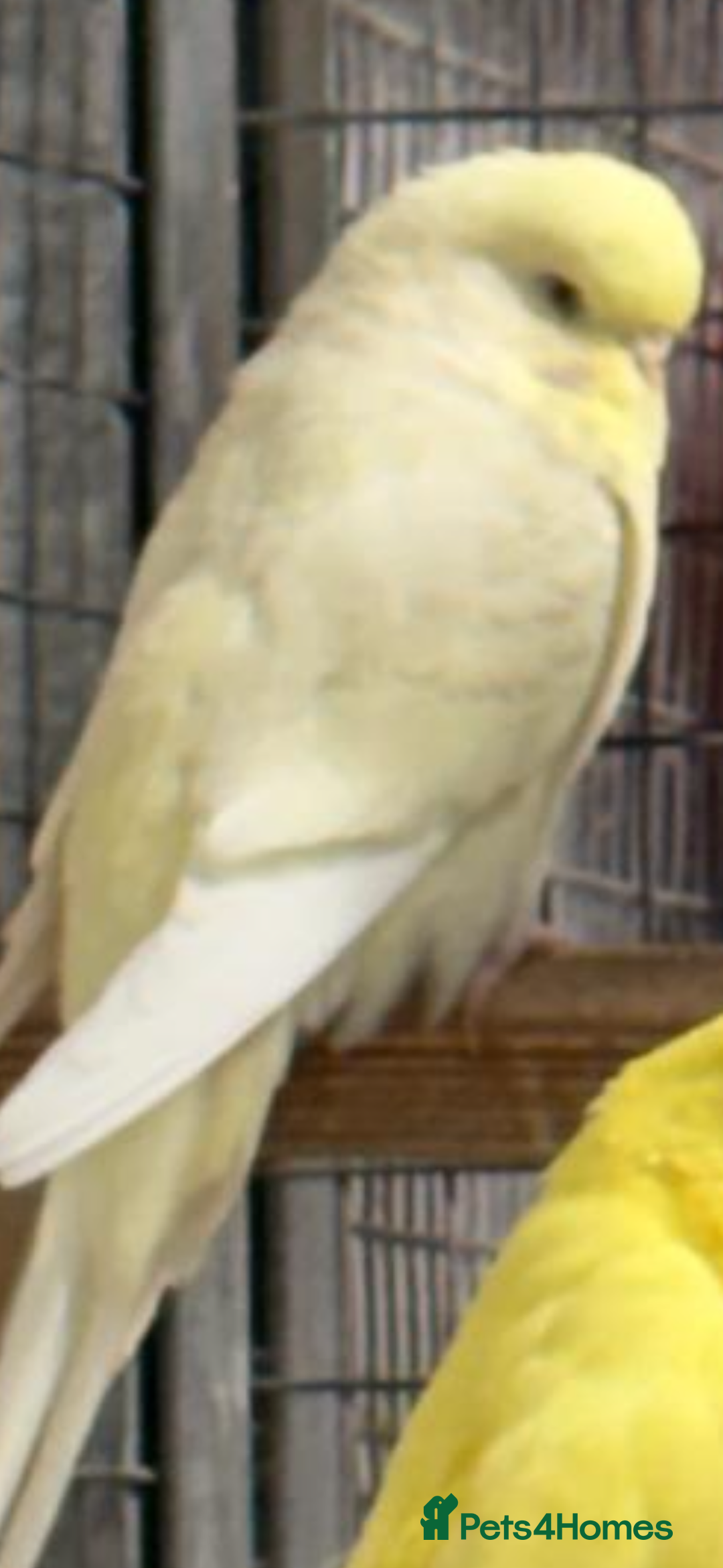 Budgerigars birds for sale: Budgies - Advert 8