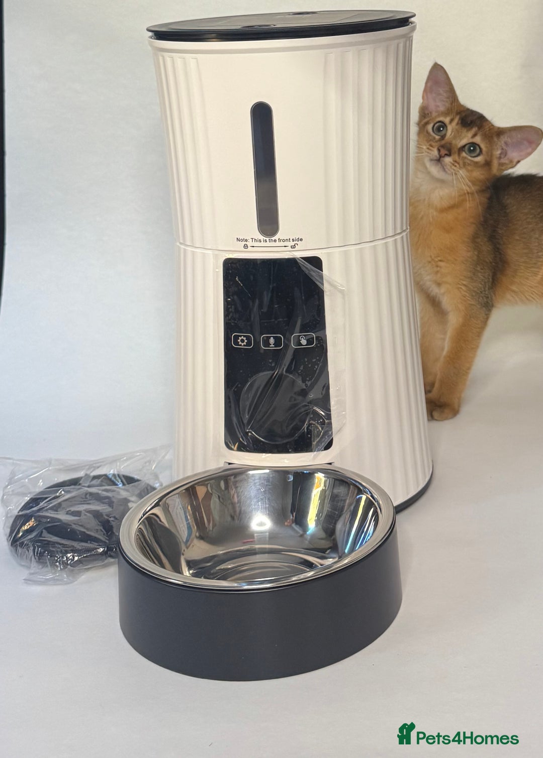 Abyssinian cats for sale: Abyssinian Kitten Boy Tica Show Quality  - Advert 11