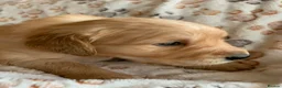 Golden Retriever dogs for sale: Golden Retriever puppies  in Saltburn-by-the-Sea - Advert 19