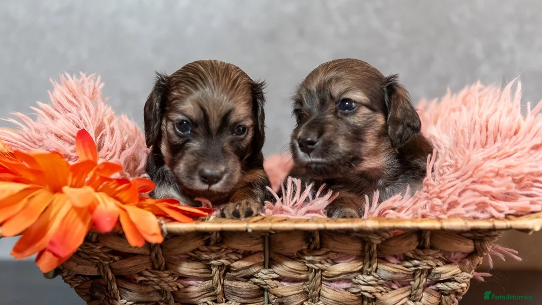 Miniature Dachshund dogs for sale: Champion bloodline Mini Dachshund Longhair - Advert 2