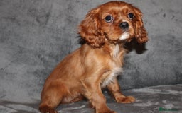 Cavalier King Charles Spaniel dogs for sale: Gorgeous Cavalier King Charles Spaniel Grirl - Image 3