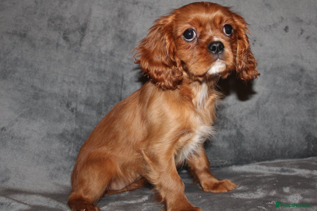 Cavalier King Charles Spaniel dogs for sale: Gorgeous Cavalier King Charles Spaniel Grirl - Image 3