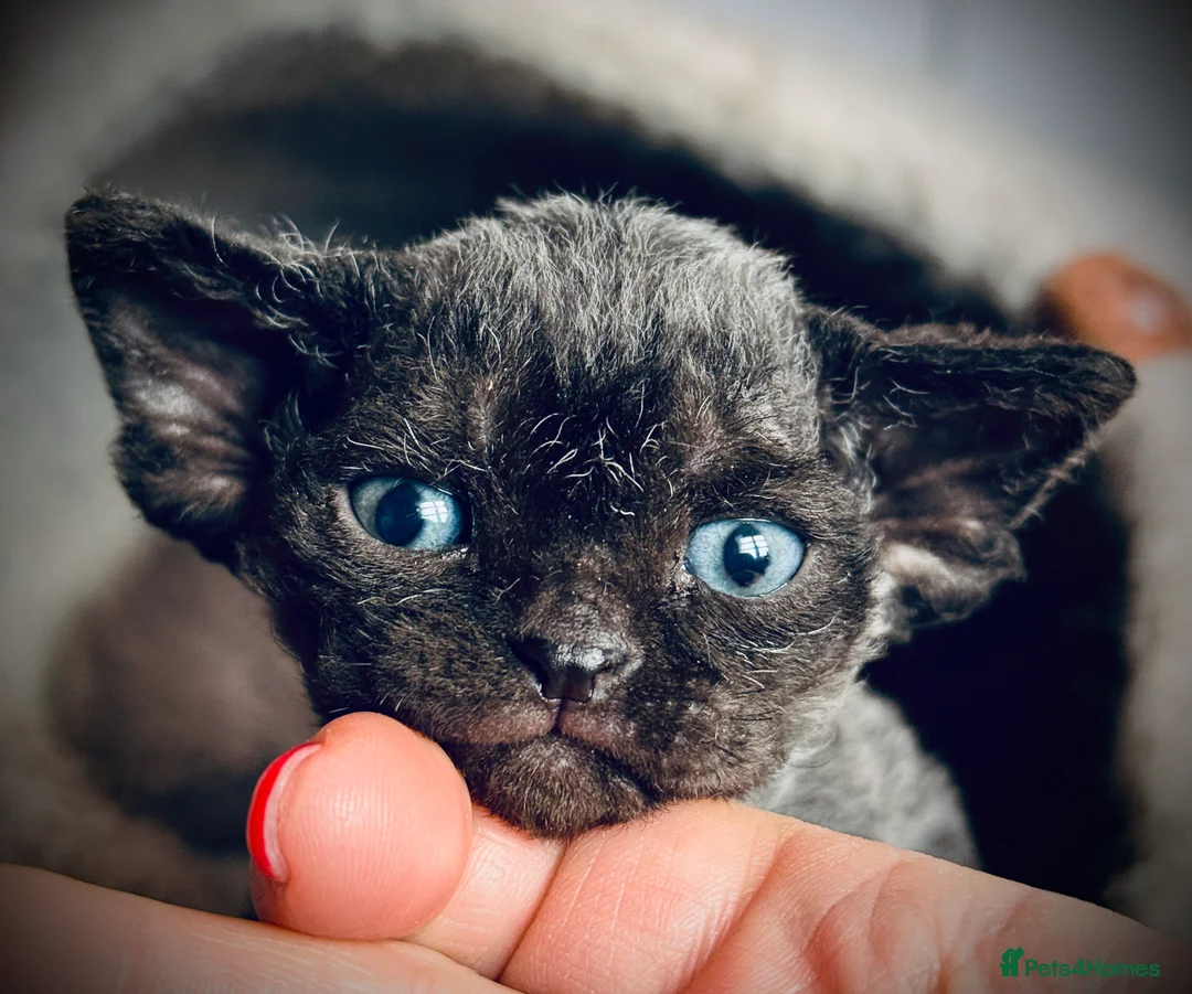 Devon Rex cats for sale: Devon Rex Kittens –GCCF Last kitten available BOY  - Advert 12