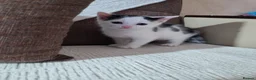 Mixed Breed cats for sale: 2 Kittens Ready for New Homes, 10 Weeks Old - Advert 32