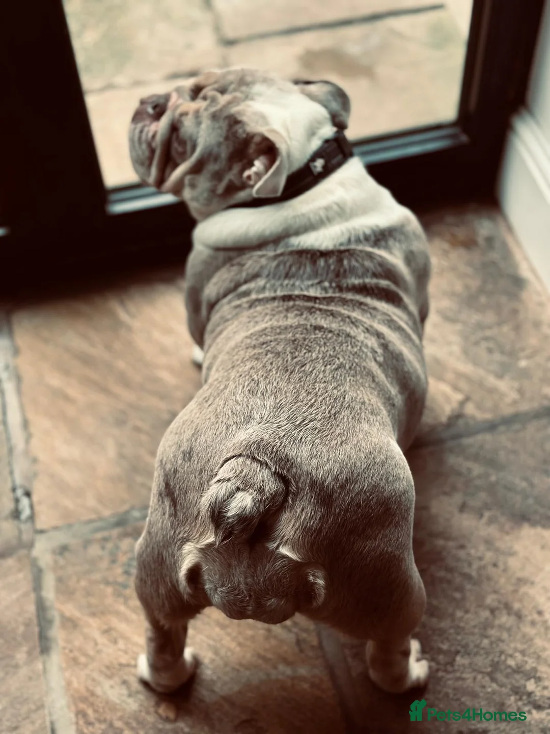 English Bulldog dogs for sale: British Bulldog Girl in Bolton - Advert 2