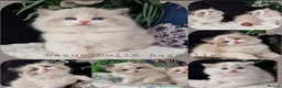 Ragdoll cats for sale: 💙🐈🏆✨️Exclusive Ragdoll kittens✨️Champions lines - Advert 7
