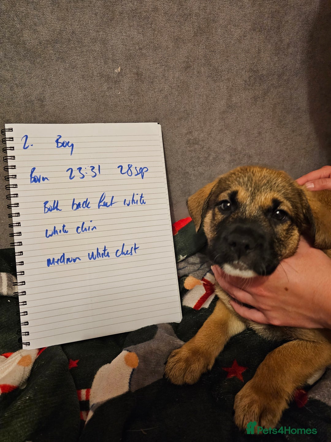 Mixed Breed dogs for sale: German Mastiff pups - Advert 2