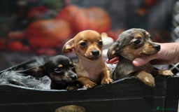 Mixed Breed dogs for sale: Pomweenies 💕💕 - Image 8