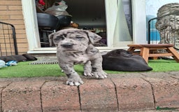 Mixed Breed dogs for sale: HARLEQUINN CANE CORSO X AMERICAN BULLDOGGE - Image 10