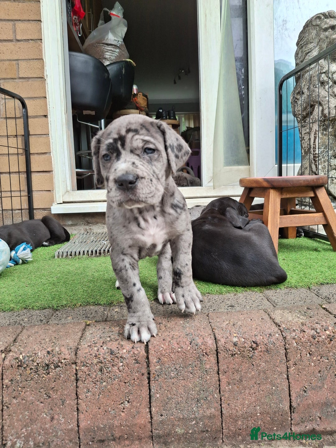 Mixed Breed dogs for sale: HARLEQUINN CANE CORSO X AMERICAN BULLDOGGE - Image 10