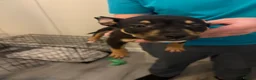 Mixed Breed dogs for sale: Black and Tan puppy  in Jarrow - Advert 7