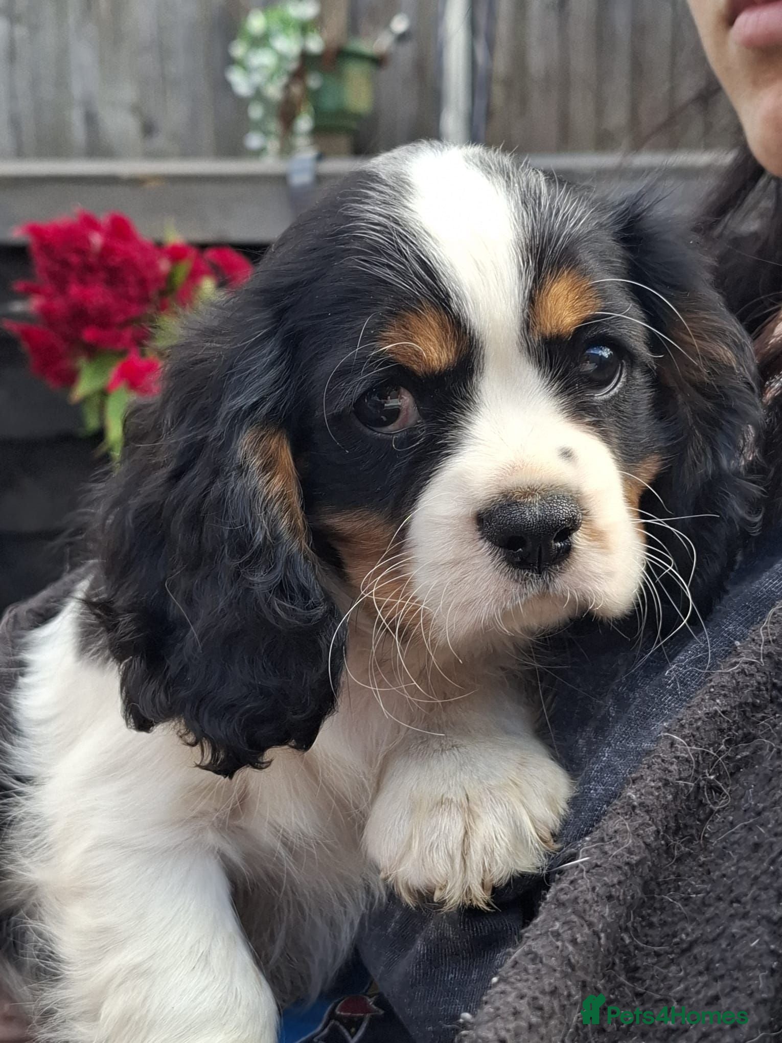 Cavalier King Charles Spaniel dogs 1 Tricolour Boy he is adorable 💚 ready now - Advert 1