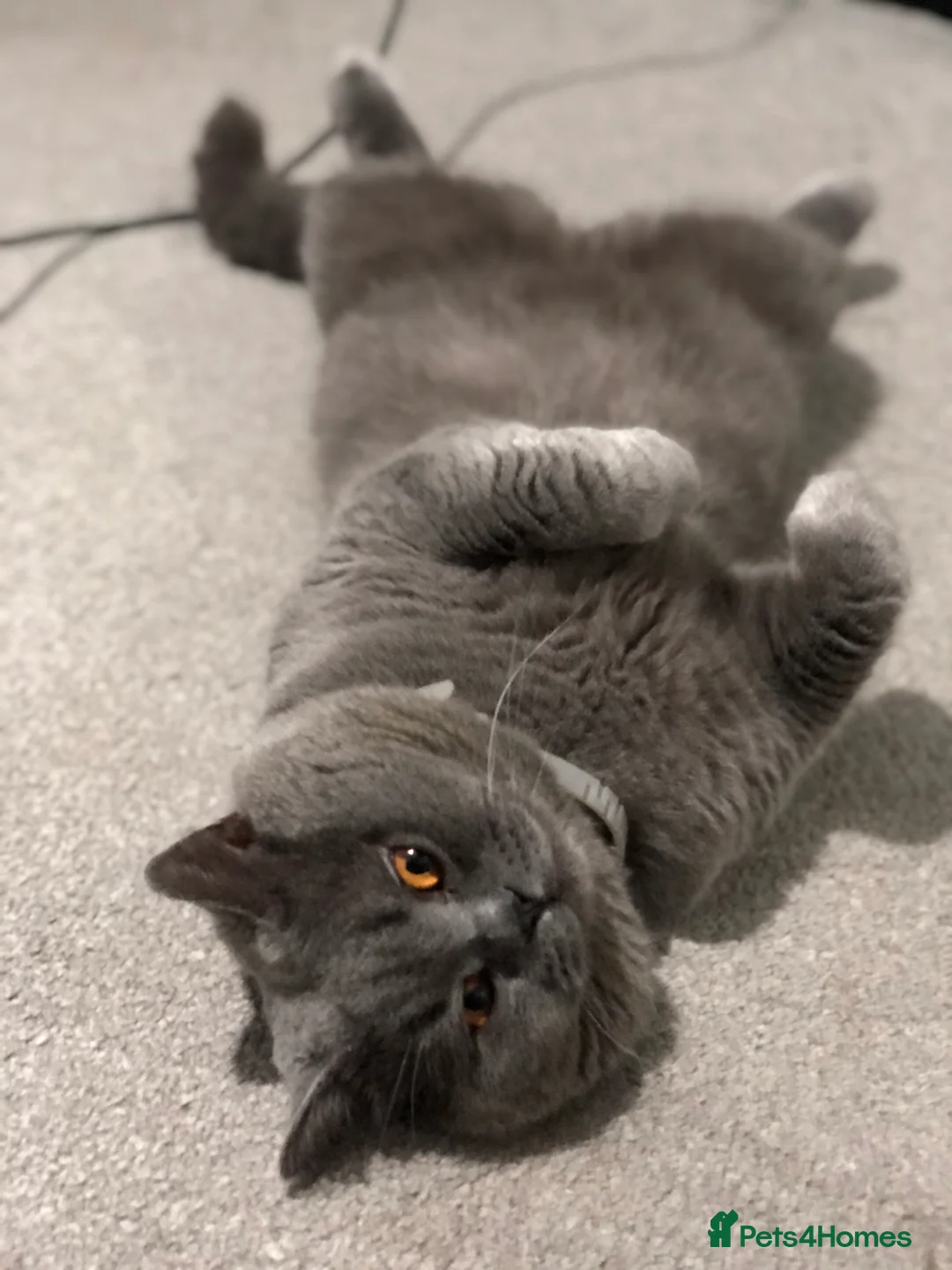 British Shorthair cats for stud: Blue colour BSH Champion Line GCCF stud  in London - Advert 11