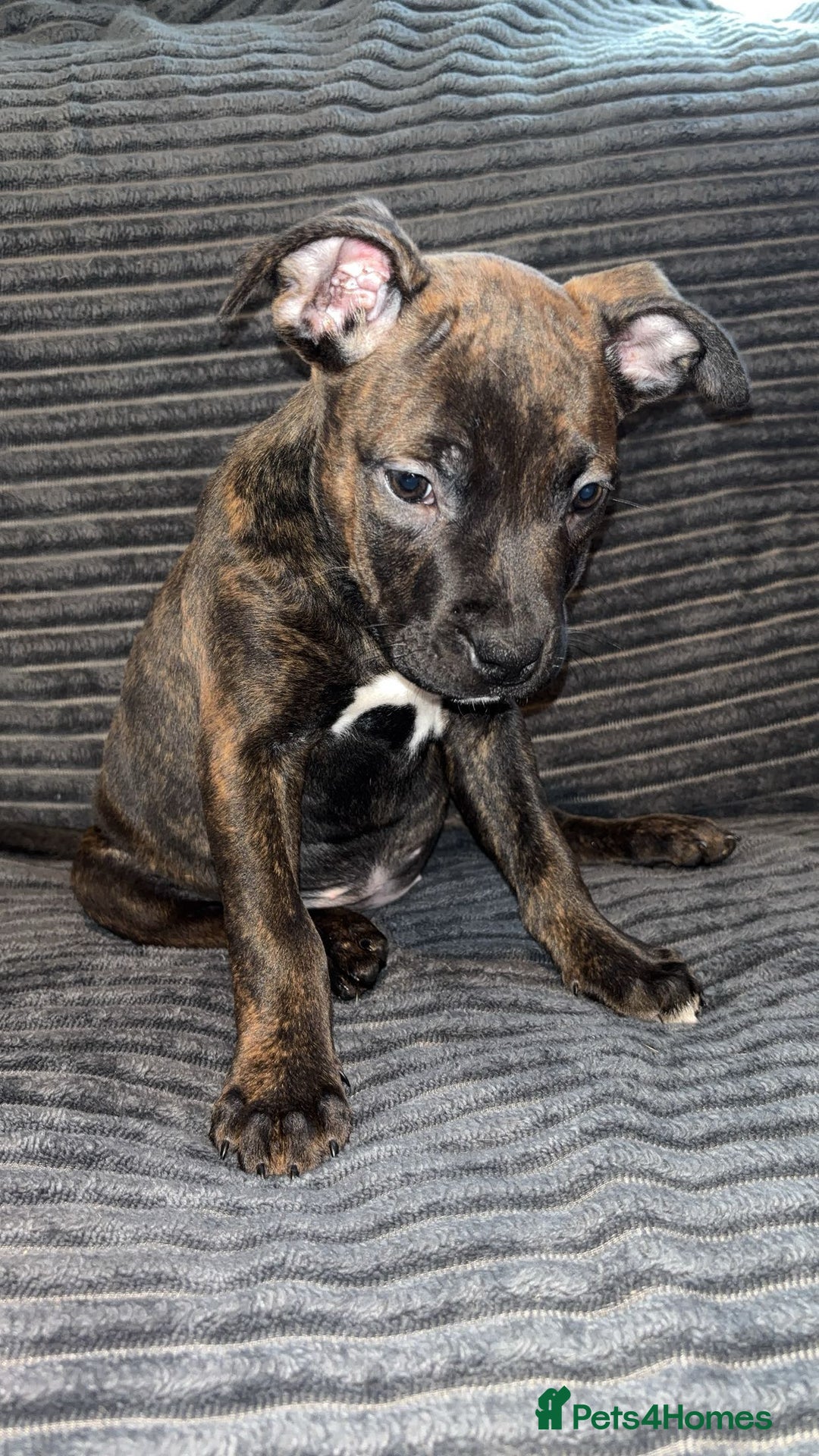 Mixed Breed dogs for sale: Beautiful Staffy Cross looking for forever🏡 - Advert 3