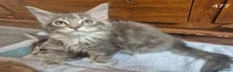 Maine Coon cats for sale: GCCF Maine Coone's 🏆 Champion Bloodline - Advert 6