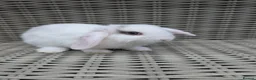 Mini Lop rabbits for sale: Mini lops ready to reserve  - Advert 2