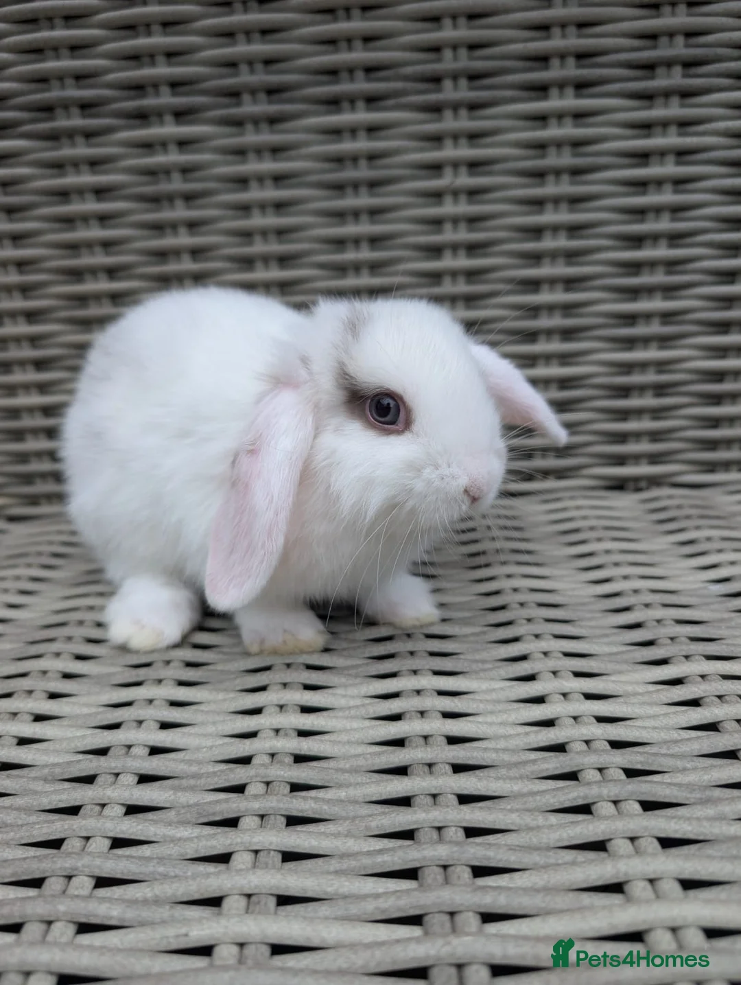 Mini Lop rabbits for sale: Mini lops ready to reserve  - Advert 2