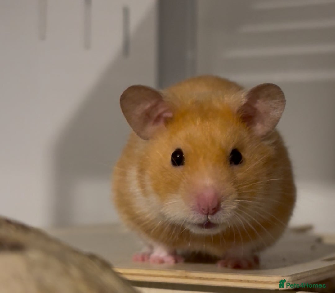 Hamster rodents for sale: Cheeto available for adoption🧡 - Advert 4