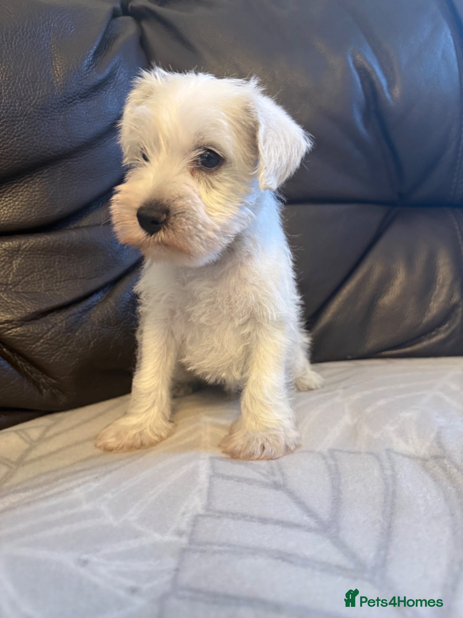 Miniature Schnauzer dogs Beauiful miniature schnauzer puppies available  - Advert 8