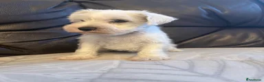 Miniature Schnauzer 2