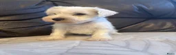 Miniature Schnauzer dogs for sale: Beauiful miniature schnauzer puppies available  - Advert 19
