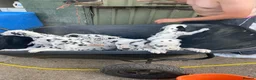 Dalmatian dogs for sale: Dalmation puppies - Advert 3