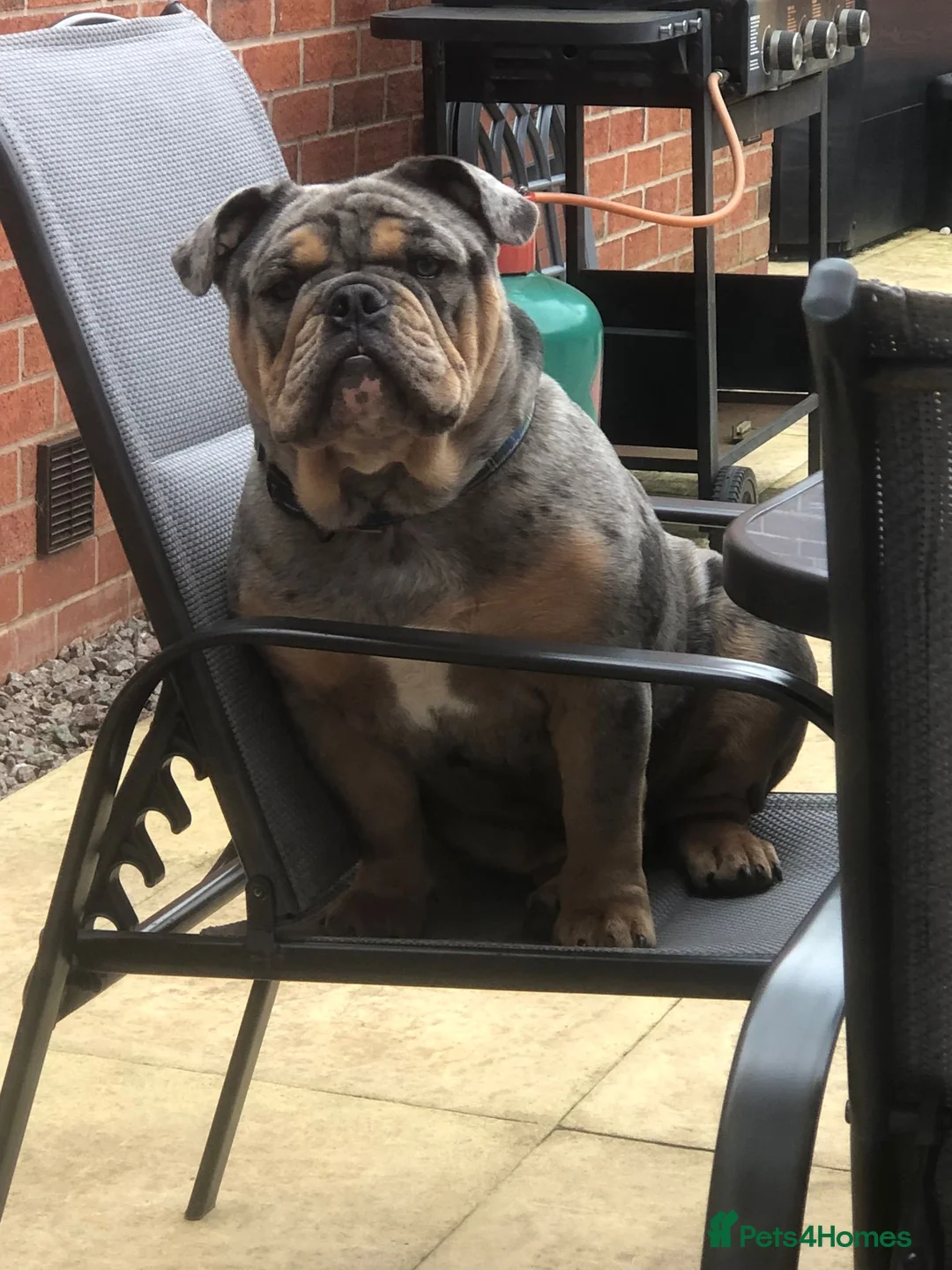 English Bulldog dogs for sale: Pablo..English bull dog in Derby - Advert 1