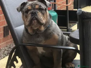 English Bulldog dogs Pablo..English bull dog - Advert 1