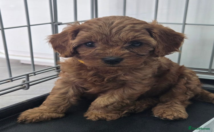 Cavapoo dogs - Advert 20
