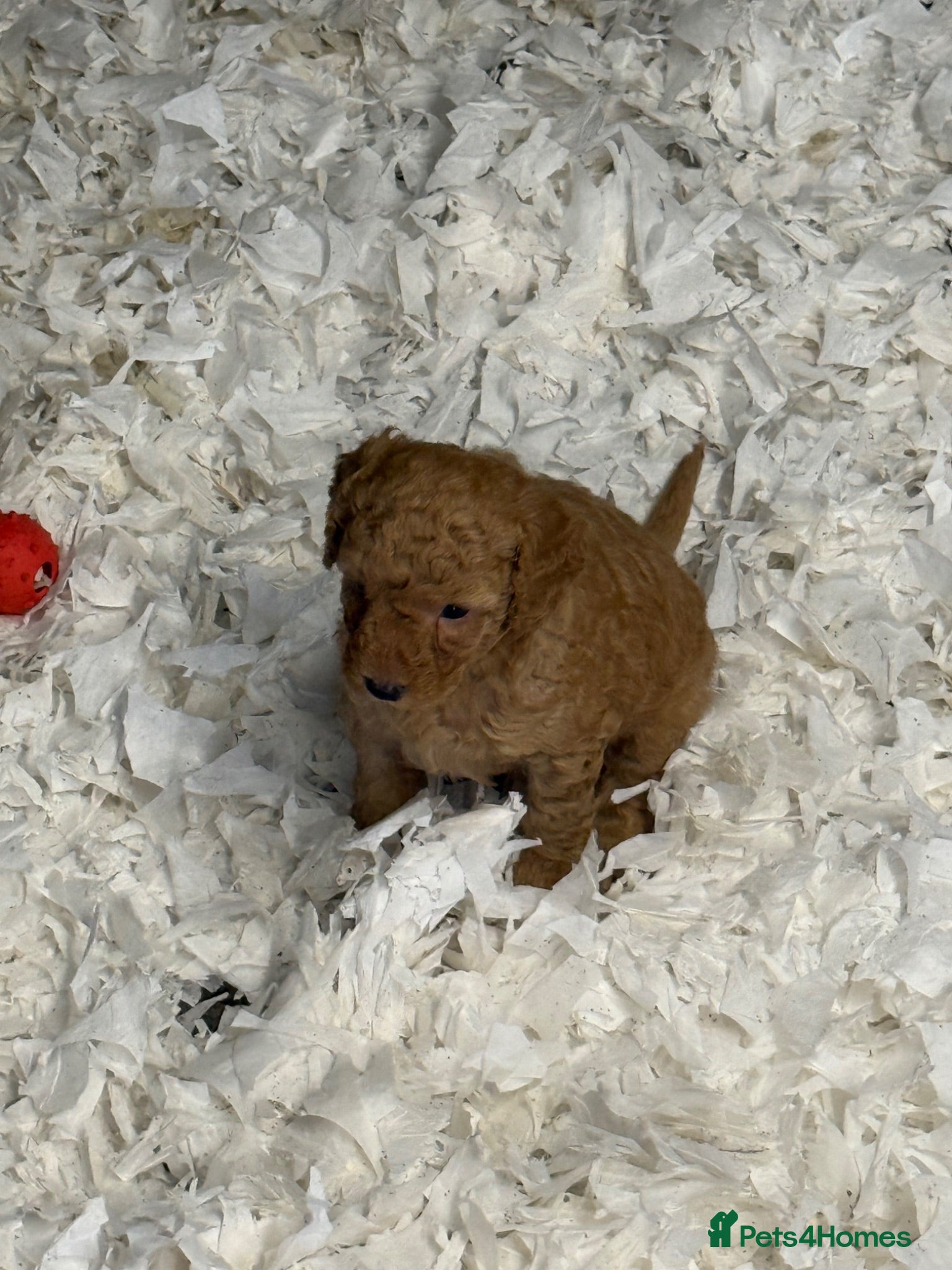 Labradoodle dogs F1B Miniature Labradoodles.  - Advert 1