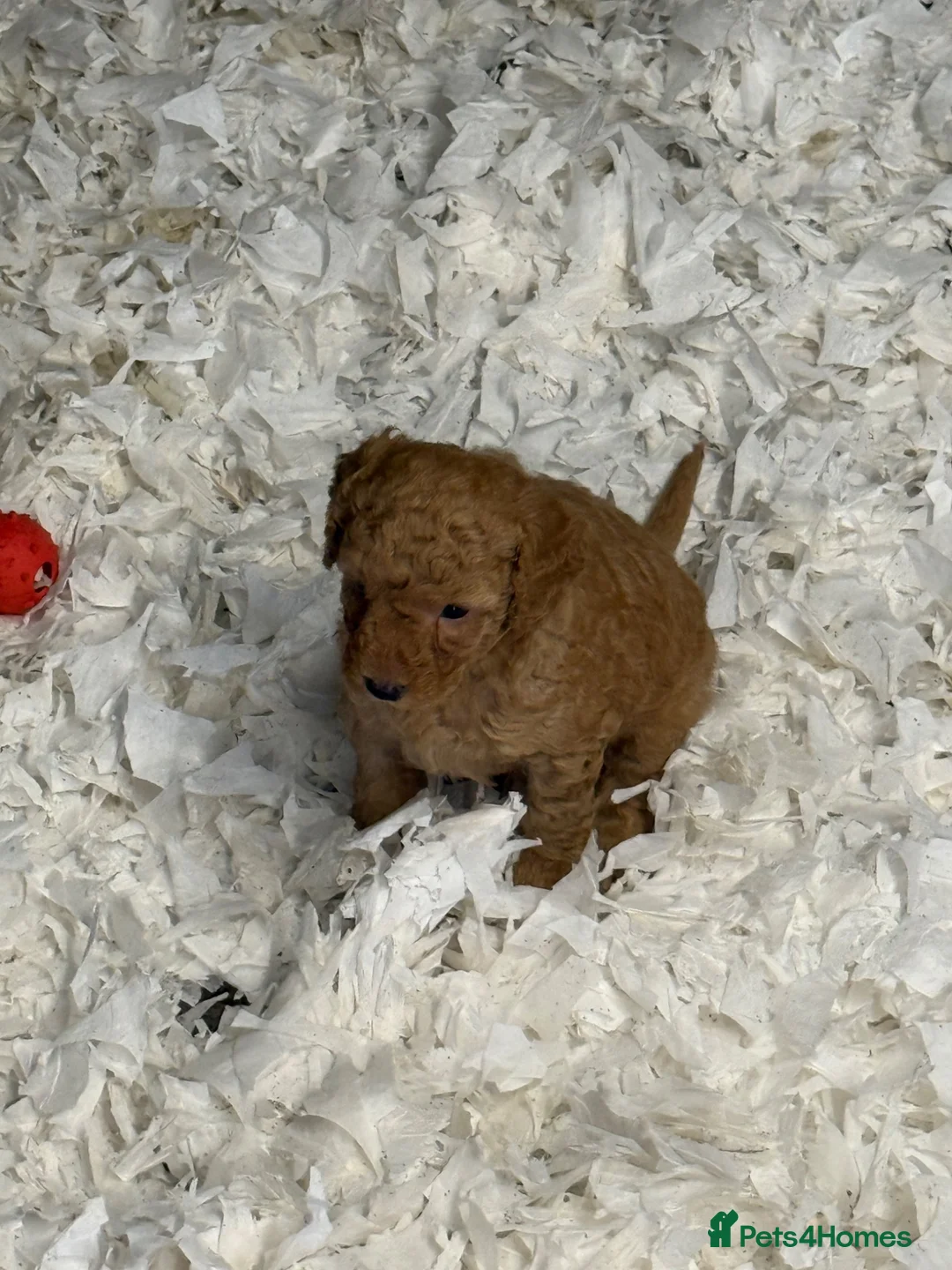 Labradoodle dogs for sale: F1B Miniature Labradoodles.  - Advert 1
