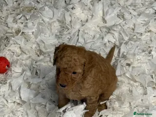 Labradoodle dogs F1B Miniature Labradoodles. - Advert 1