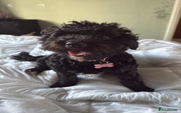 Cockapoo dogs for sale: Looking to rehome my beautiful cockapoo - Image 2