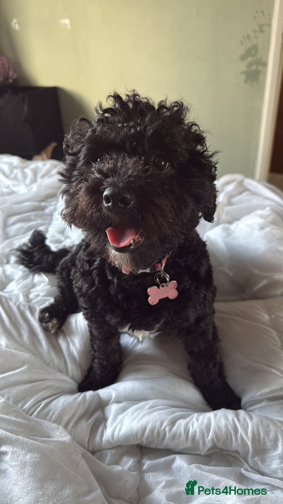 Cockapoo dogs for sale: Looking to rehome my beautiful cockapoo - Image 2