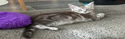 Maine Coon cats for sale: Beautiful Maine Coon kittens **READY NOW*** - Advert 4