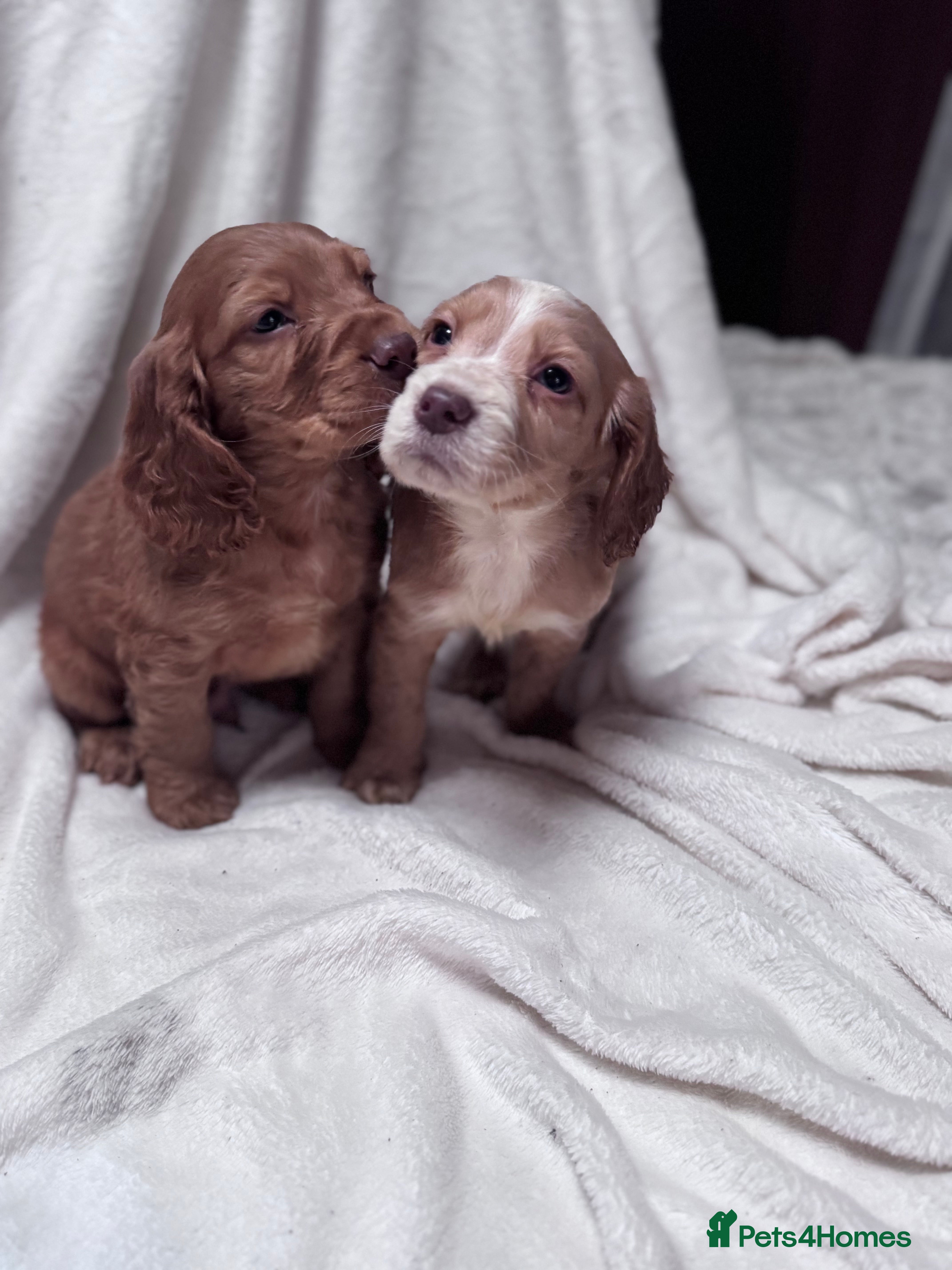 Cocker Spaniel dogs Cute cocker spaniel puppies for sale!! - Advert 1