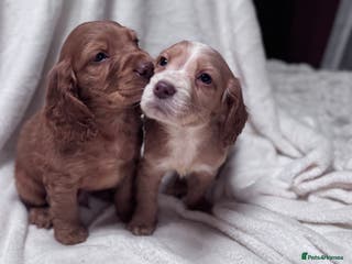 Cocker Spaniel dogs Reduced Stunning cocker spaniel puppies 2 boys - Advert 1