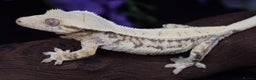 Gecko reptiles for sale: Various crested geckos - Advert 7