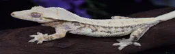Gecko reptiles for sale: Various crested geckos - Advert 7