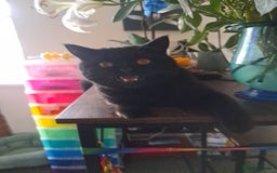 British Shorthair cats for sale: Pure BSH kitten - Image 7