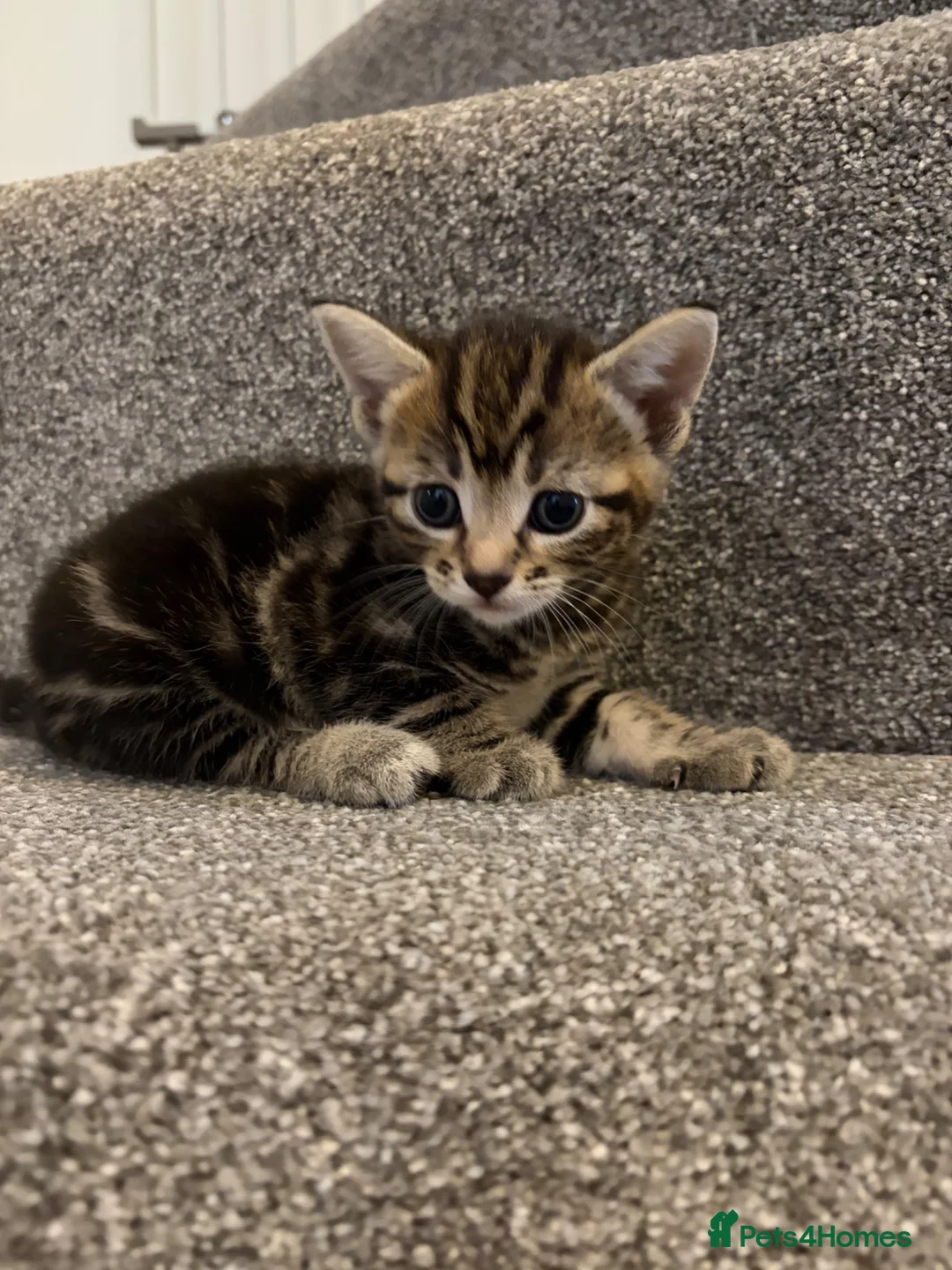 Bengal cats for sale: 3 gorgeous kittens for sale  in Southampton - Advert 4