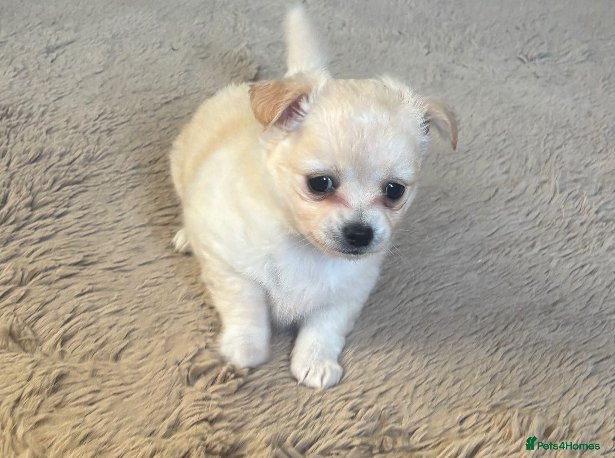 Chihuahua dogs Beautiful male and female chihuahua puppies  - Advert 3