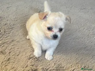 Chihuahua dogs Beautiful male and female chihuahua puppies - Advert 1