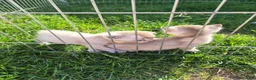 Bengal cats for sale: Rare Snow bengal x fold in Boston - Advert 5