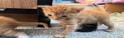 Mixed Breed cats for sale: 3 beautiful kittens  - Advert 25