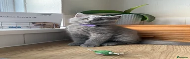 British Shorthair Kitten 3 purple 