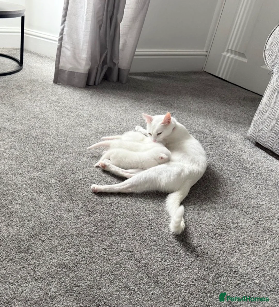 Mixed Breed cats for sale: Beautiful boy ‘Snowy’ in Walsall - Advert 2