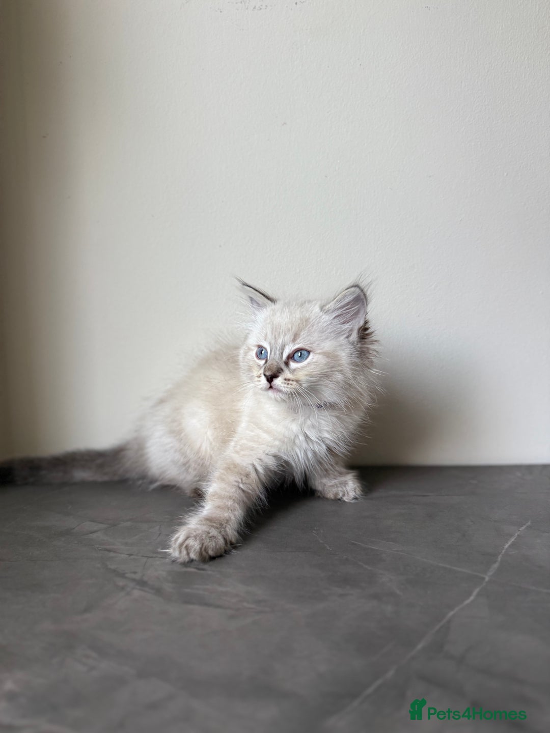 Ragdoll cats for sale: RAGDOLL KITTENS - LAST BOY 🐾🩵 - Image 3